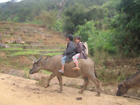 子どもが水牛に乗っている写真（ベトナム）